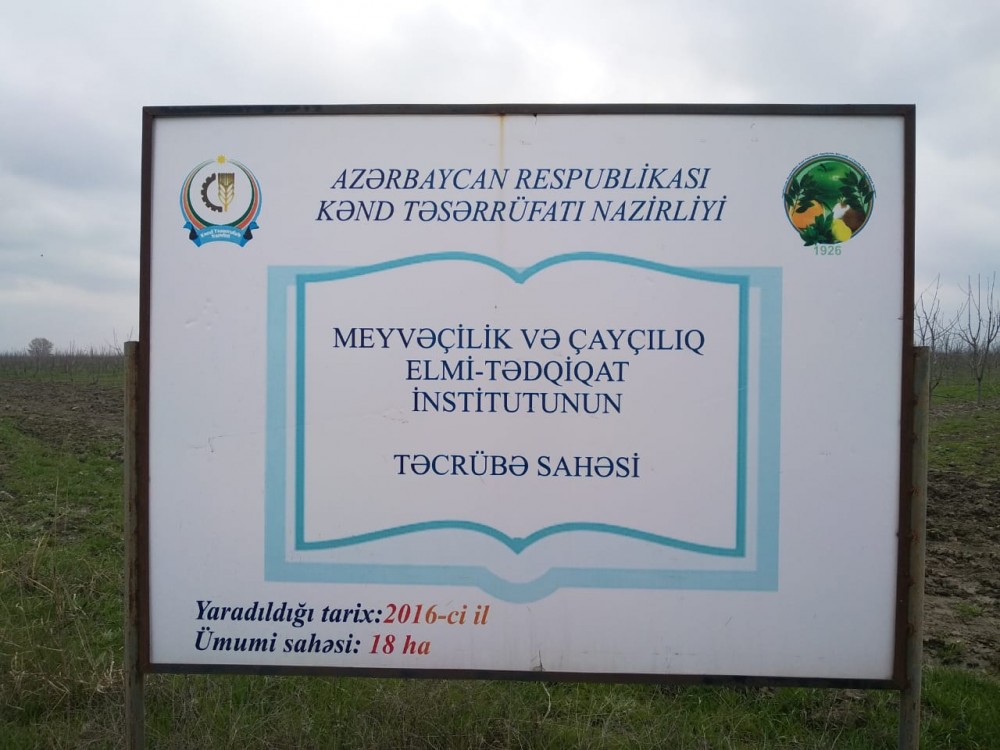 Bağ salmaq üçün institutun tinglərini oğurladı - Qubada (FOTO)
